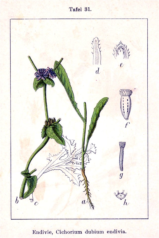 Cichorium Sturm31