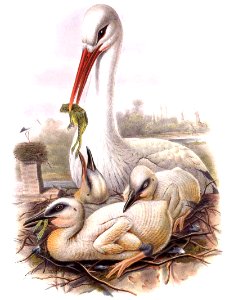 Ciconia ciconia Gould
