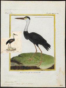 Ciconia episcopus - 1700-1880 - Print - Iconographia Zoologica - Special Collections University of Amsterdam - UBA01 IZ17600043