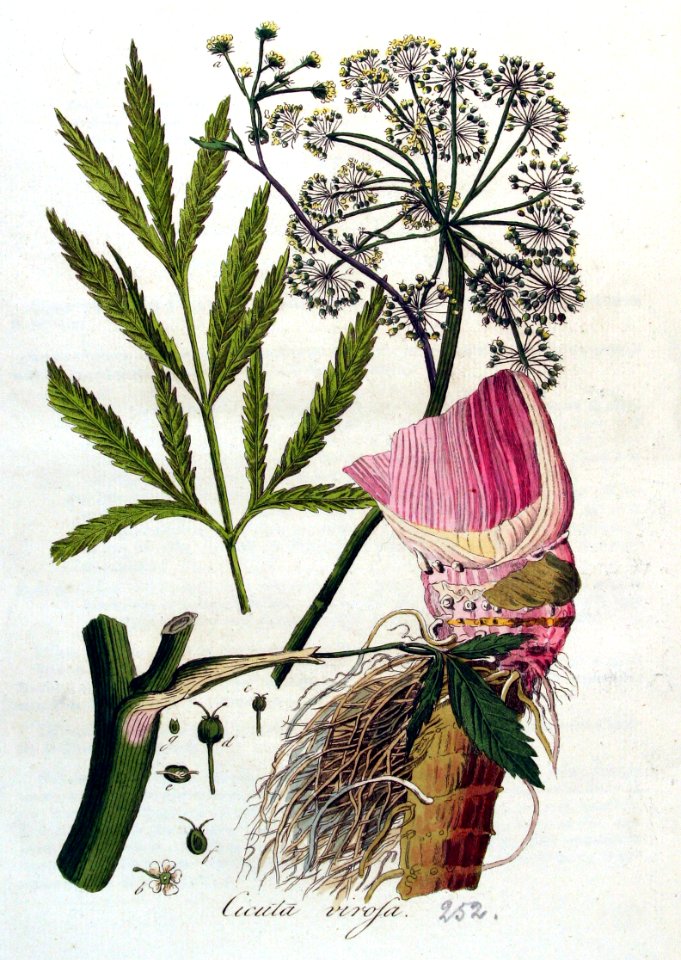 Cicuta virosa — Flora Batava — Volume v4