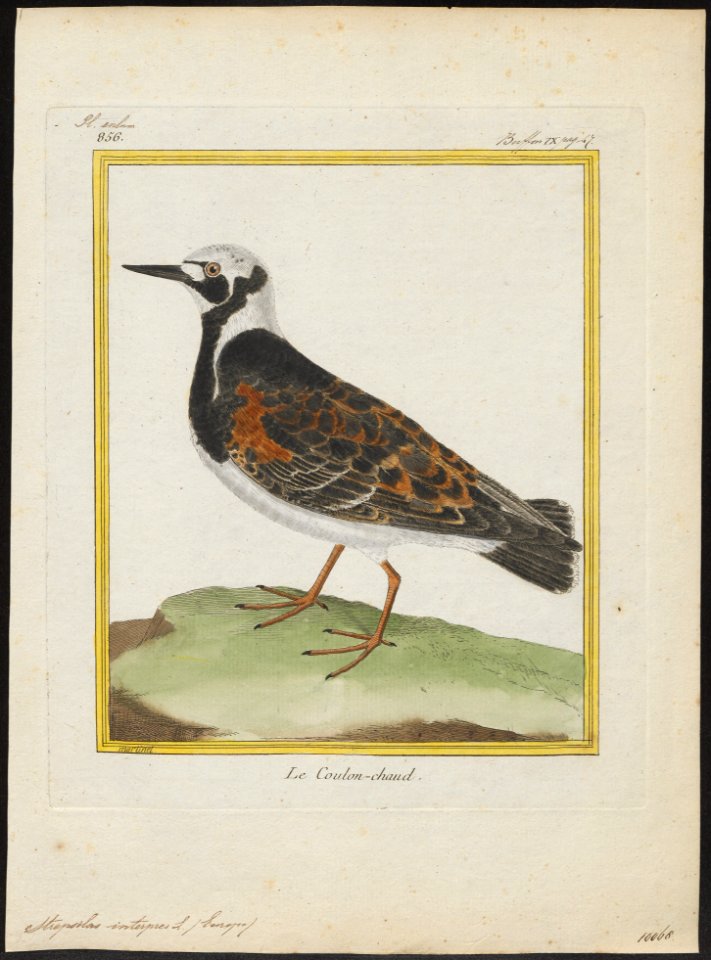 Cinclus interpres - 1700-1880 - Print - Iconographia Zoologica - Special Collections University of Amsterdam - UBA01 IZ17300025