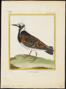 Cinclus interpres - 1700-1880 - Print - Iconographia Zoologica - Special Collections University of Amsterdam - UBA01 IZ17300025