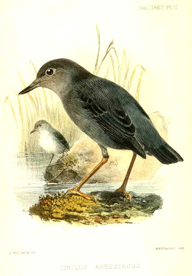 CinclusArdesiacusWolf