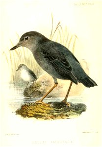 CinclusArdesiacusWolf