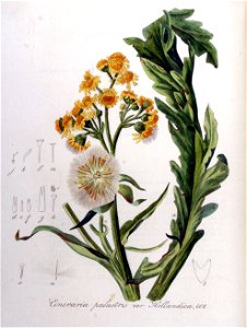 Cineraria palustris var. hollandica — Flora Batava — Volume v8. Free illustration for personal and commercial use.