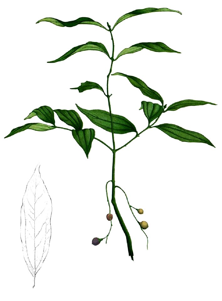 Cinnamomum burmanni Blanco1.115-cropped