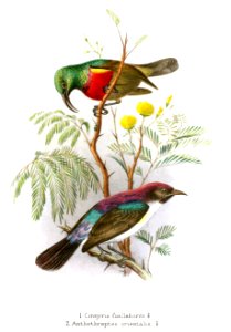 Cinnyris Anthothreptes Gronvold