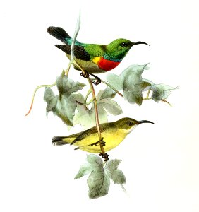 Cinnyris chloropygius Keulemans
