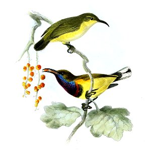Cinnyris jugularis flamaxillaris Keulemans