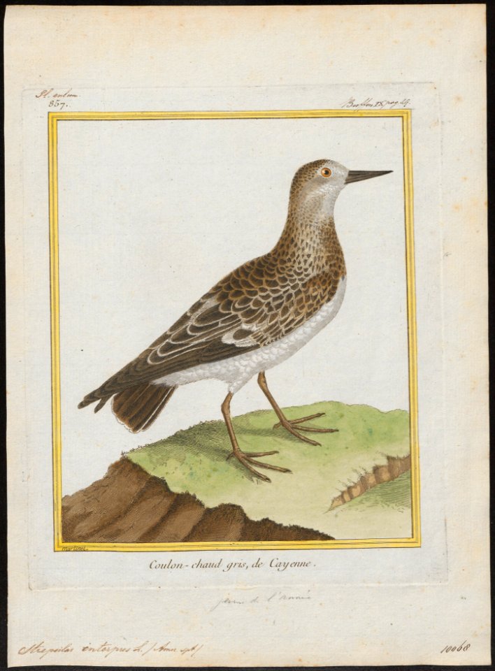 Cinclus interpres - 1700-1880 - Print - Iconographia Zoologica - Special Collections University of Amsterdam - UBA01 IZ17300039