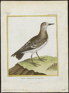 Cinclus interpres - 1700-1880 - Print - Iconographia Zoologica - Special Collections University of Amsterdam - UBA01 IZ17300039