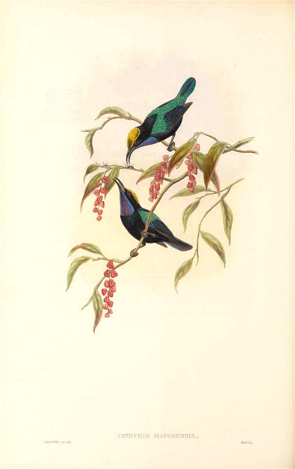 Cinnyris maforensis - The Birds of New Guinea