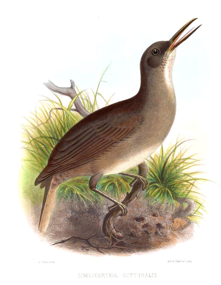 CinclocerthiaGutturalisSmit