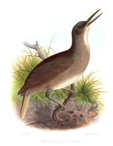 CinclocerthiaGutturalisSmit