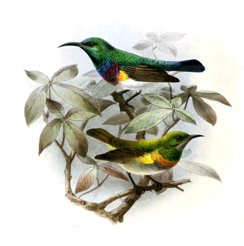 Cinnyris oustaleti, Anthreptes rectirostris tephrolaema Keulemans
