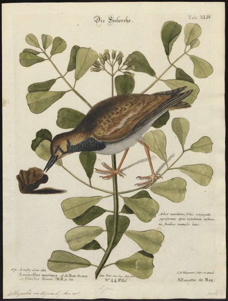 Cinclus interpres - 1700-1880 - Print - Iconographia Zoologica - Special Collections University of Amsterdam - UBA01 IZ17300037