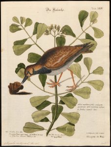Cinclus interpres - 1700-1880 - Print - Iconographia Zoologica - Special Collections University of Amsterdam - UBA01 IZ17300037