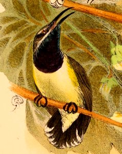 Cinnyris jugularis 1898
