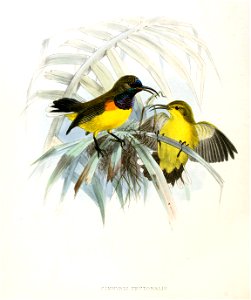 Cinnyris jugularis pectoralis Keulemans