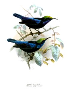 Cinnyris auriceps morotensis Keulemans