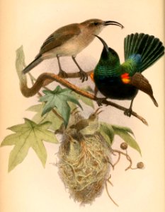 Cinnyris osea 1865