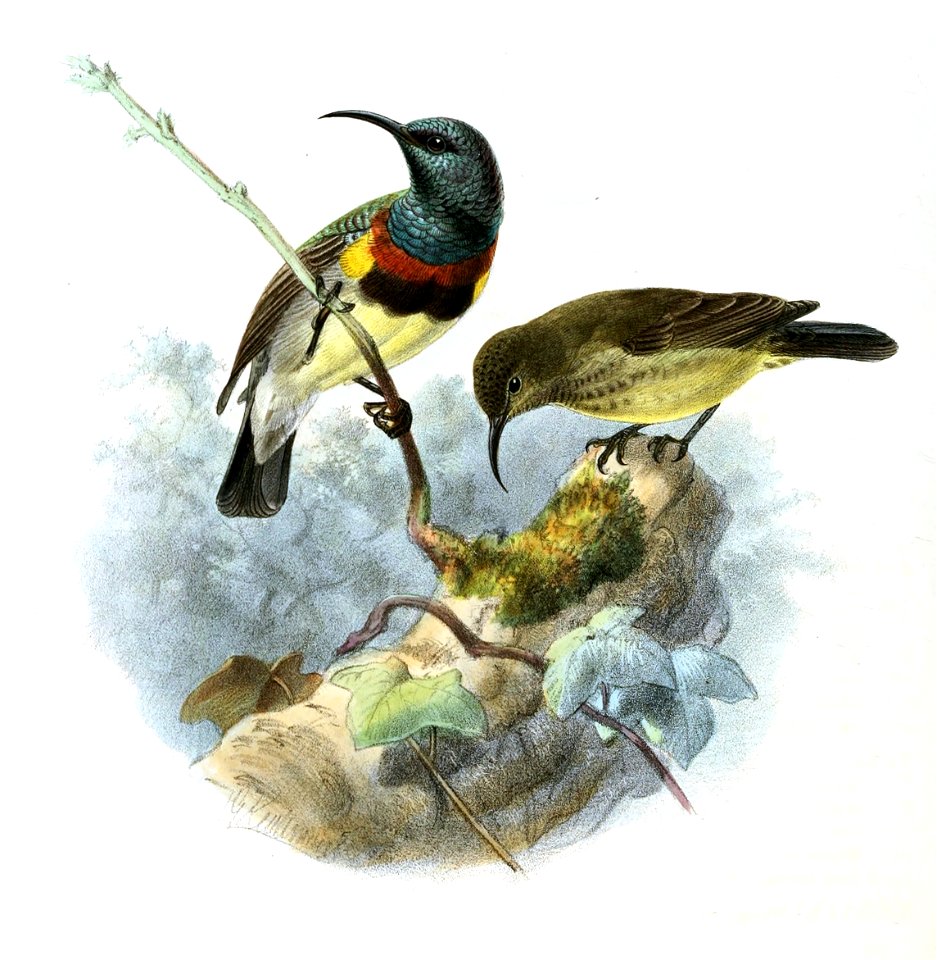Cinnyris souimanga Keulemans