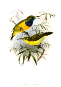 Cinnyris jugularis Keulemans