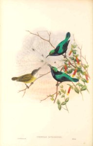 Cinnyris mysorensis - The Birds of New Guinea