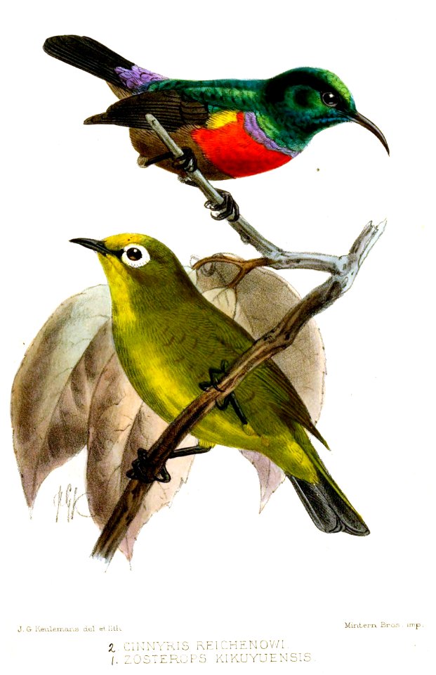 CinnyrisZosteropsKeulemans