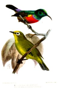 CinnyrisZosteropsKeulemans