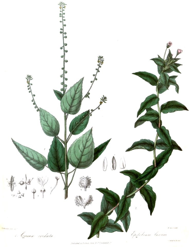 CircaeaEpilobiumRoyle