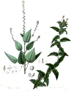 CircaeaEpilobiumRoyle