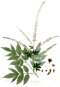 CimicifugaFrigidaRoyle