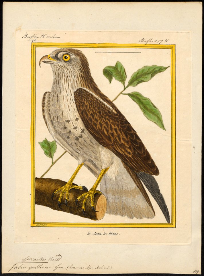 Circaëtus gallicus - 1700-1880 - Print - Iconographia Zoologica - Special Collections University of Amsterdam - UBA01 IZ18100243