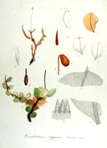 Cinclidium stygium — Flora Batava — Volume v14