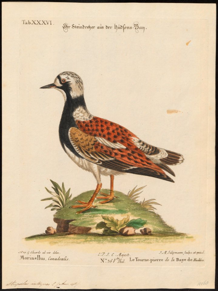 Cinclus interpres - 1700-1880 - Print - Iconographia Zoologica - Special Collections University of Amsterdam - UBA01 IZ17300035