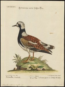 Cinclus interpres - 1700-1880 - Print - Iconographia Zoologica - Special Collections University of Amsterdam - UBA01 IZ17300035