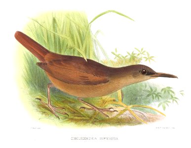 CinclocerthiaRuficaudaSmit