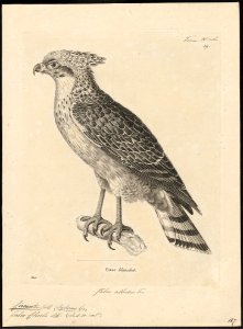 Circaëtus cheela - 1700-1880 - Print - Iconographia Zoologica - Special Collections University of Amsterdam - UBA01 IZ18100263