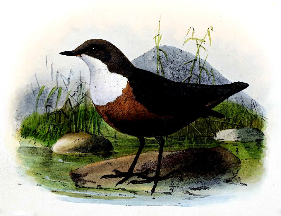 Cinclus cinclus 1876
