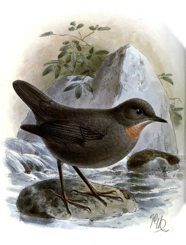 CinclusSchulziKeulemans