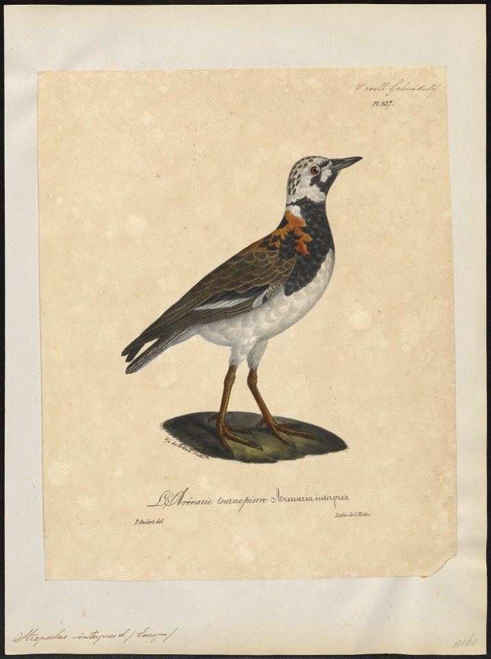 Cinclus interpres - 1825-1834 - Print - Iconographia Zoologica - Special Collections University of Amsterdam - UBA01 IZ17300029