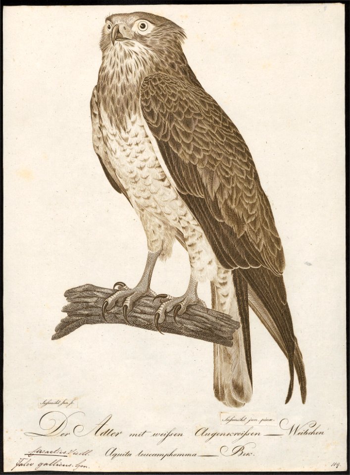 Circaëtus gallicus - 1800-1812 - Print - Iconographia Zoologica - Special Collections University of Amsterdam - UBA01 IZ18100255