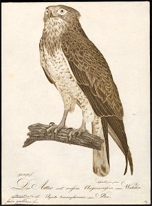 Circaëtus gallicus - 1800-1812 - Print - Iconographia Zoologica - Special Collections University of Amsterdam - UBA01 IZ18100255