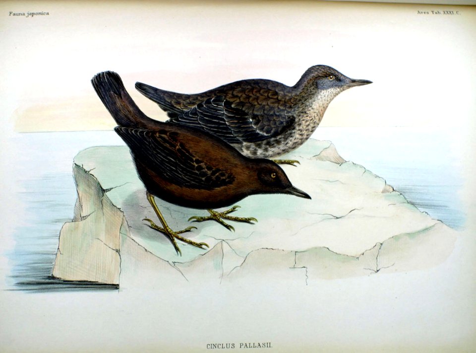 Cinclus pallasii Fauna Japonica