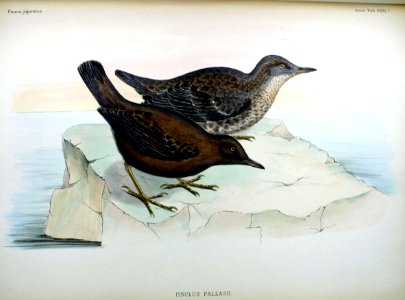 Cinclus pallasii Fauna Japonica