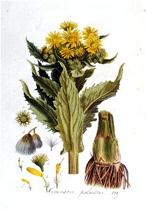 Cineraria palustris — Flora Batava — Volume v2. Free illustration for personal and commercial use.