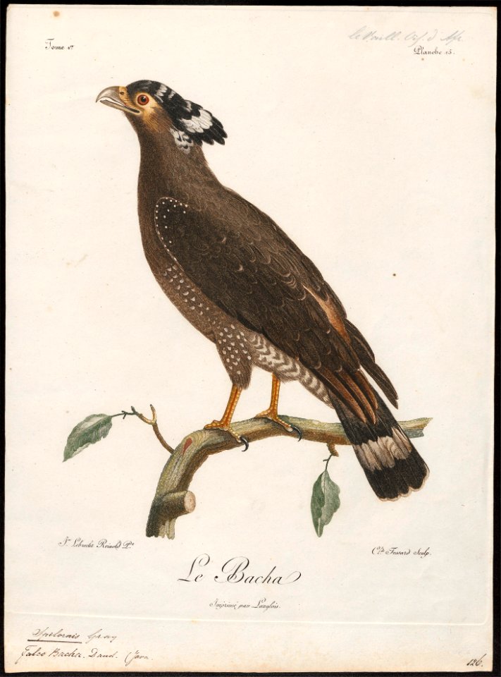 Circaëtus bacha - 1796-1808 - Print - Iconographia Zoologica - Special Collections University of Amsterdam - UBA01 IZ18100265