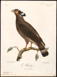 Circaëtus bacha - 1796-1808 - Print - Iconographia Zoologica - Special Collections University of Amsterdam - UBA01 IZ18100265