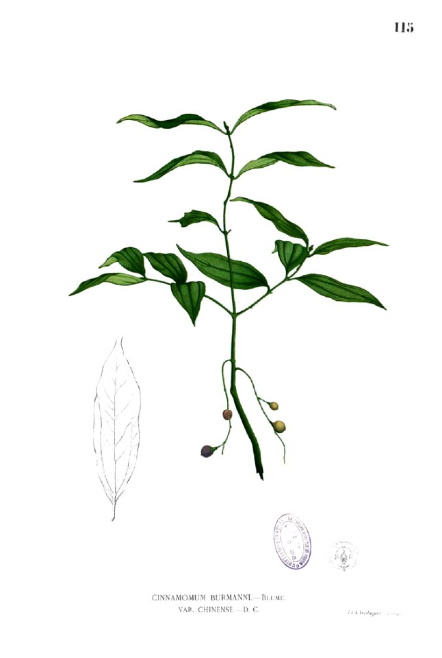 Cinnamomum burmanni Blanco1.115